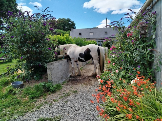 Preparar los caballos antes del paseo 