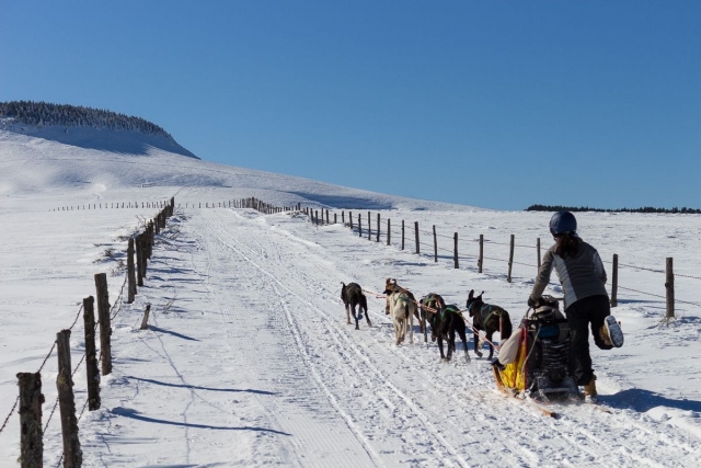 Mushing en la Châine des Puys 
