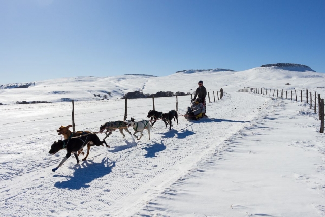  Experiencia de mushing en Bromont Lamothe 