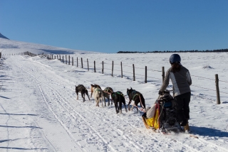 Tour de mushing en la Châine des Puys - 1h30 - Niño