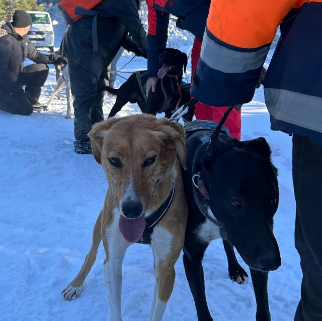  Mushing en la Châine des Puys 
