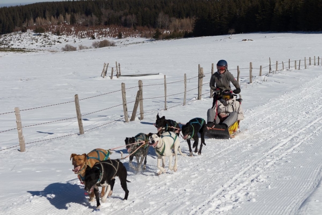 Mushing en Bromont Lamothe 
