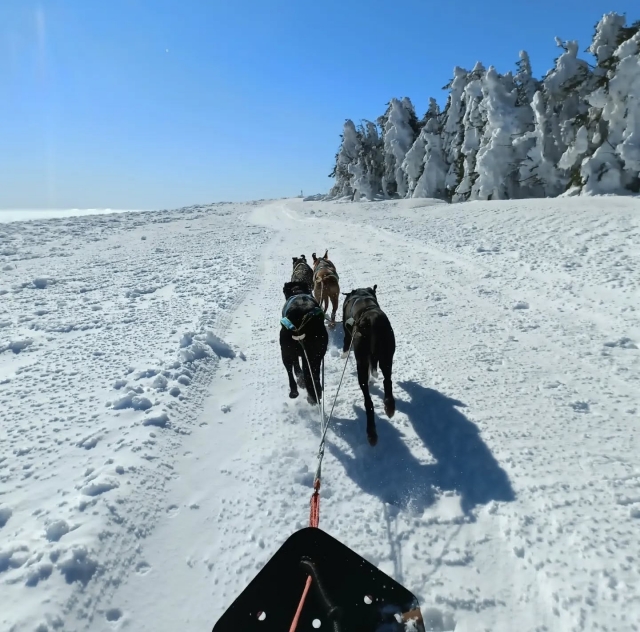  Disfruta de una experiencia en trineo