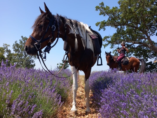  Una pausa duranle un paseo a caballo
