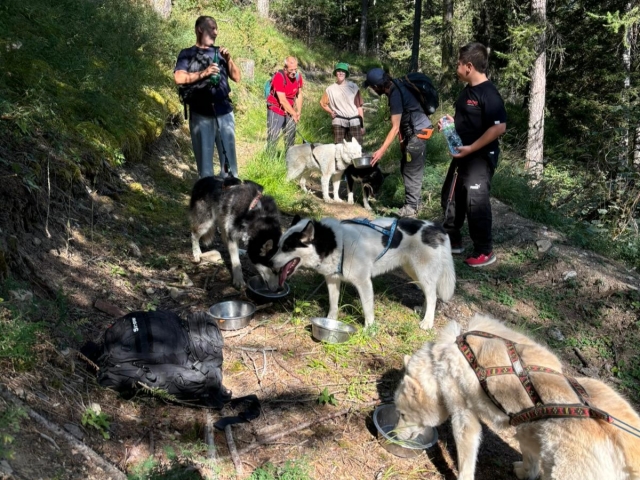  Camicrema con nuestros perros por los Alpes 