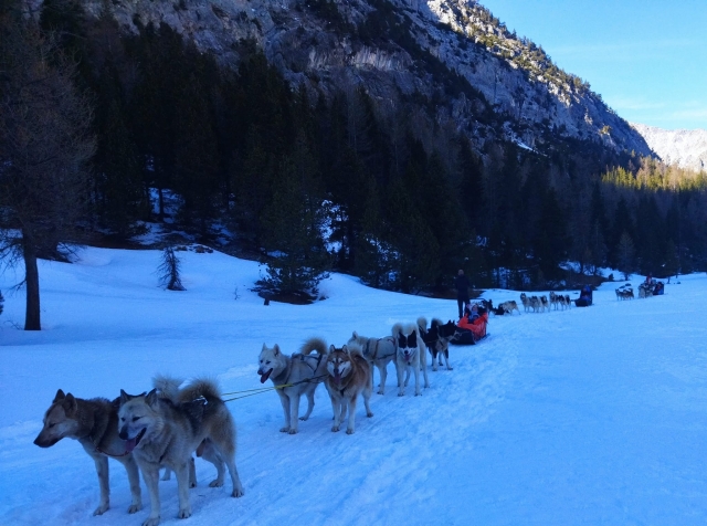  Bautismo de mushing en los Altos Alpes