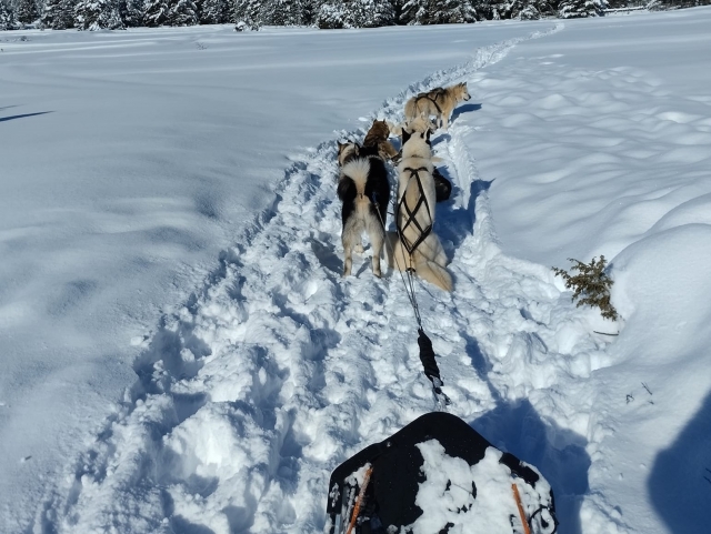 Experiencia de mushing en los Alpes 
