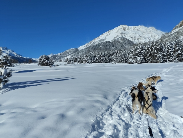  Perros nórdicos jalando de trineos en los Alpes 