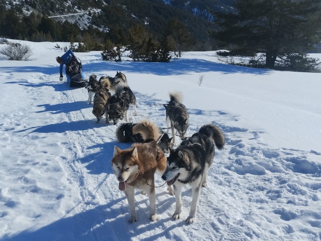 Bautismo de mushing - Valle de Clarée -Adultos- 45min