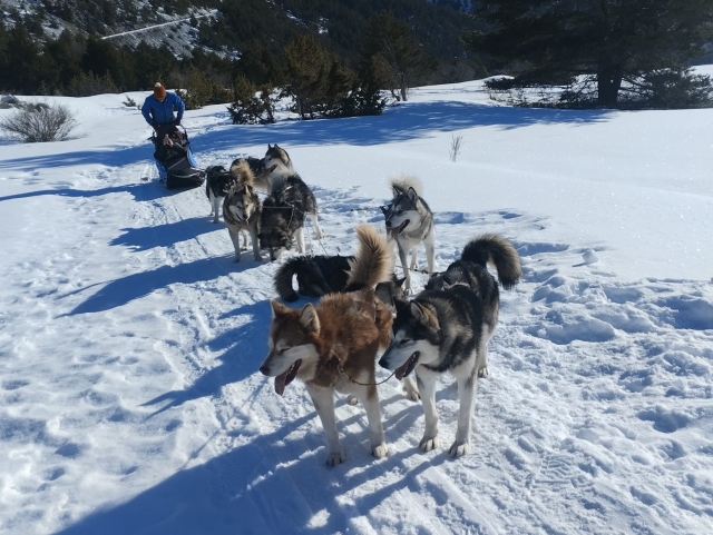  Mushing en los Altos Alpes 