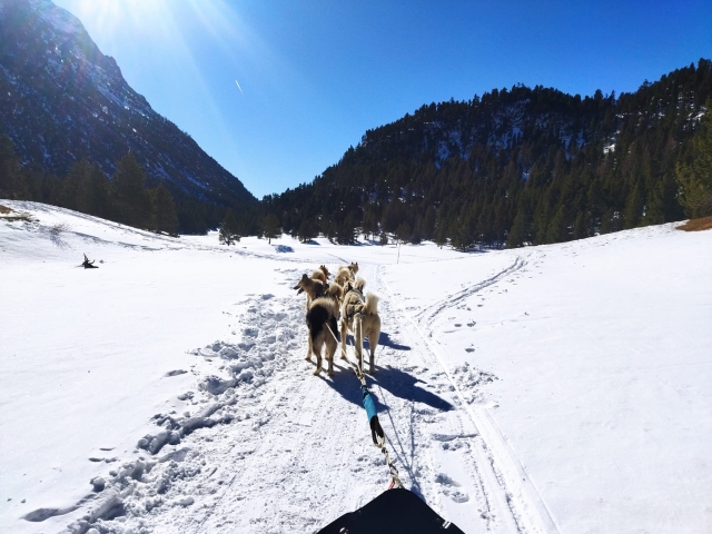 Conducción de trineos tirados por perros-Vallée de la Clarée 1 hora