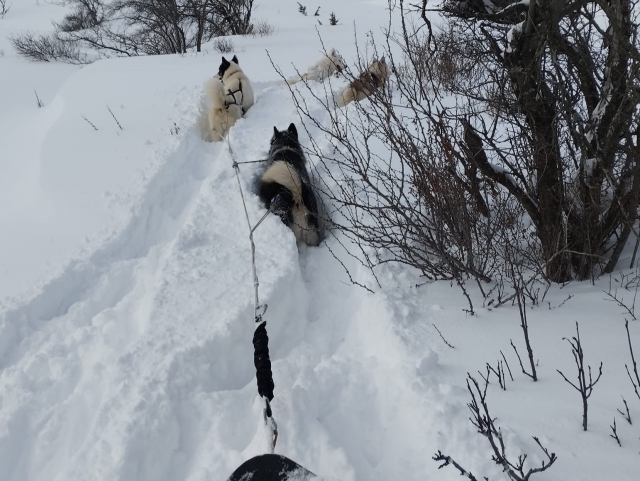  Venga a descubrir el valle de Clarée a bordo de un trineo 