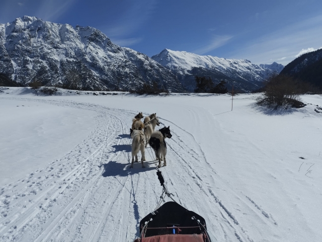  Perros jalando de un trineo en los Alpes