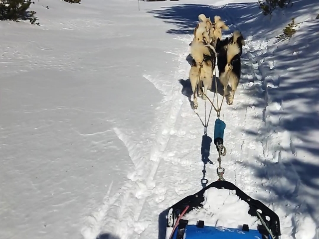  Perros jalando de trineos en los Alpes