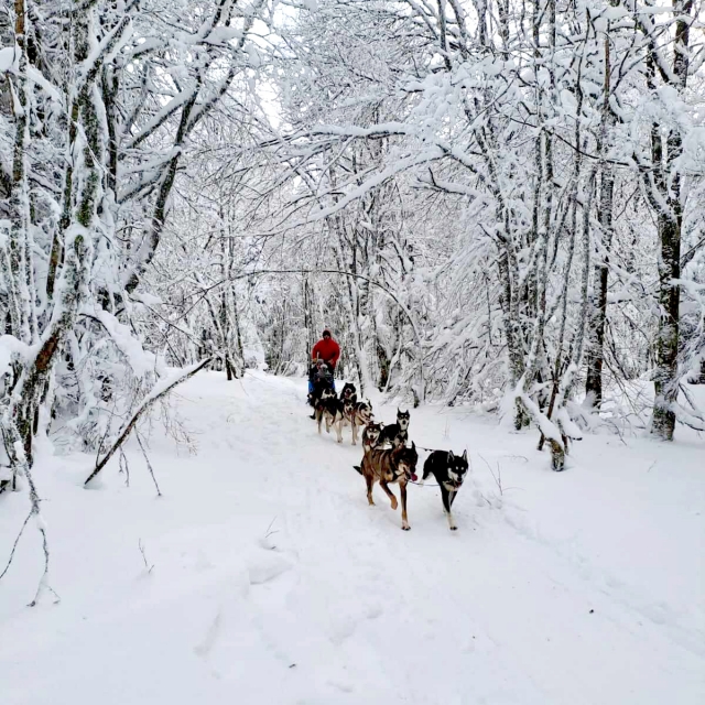 Paseo familiar en trineo por los Alpes 