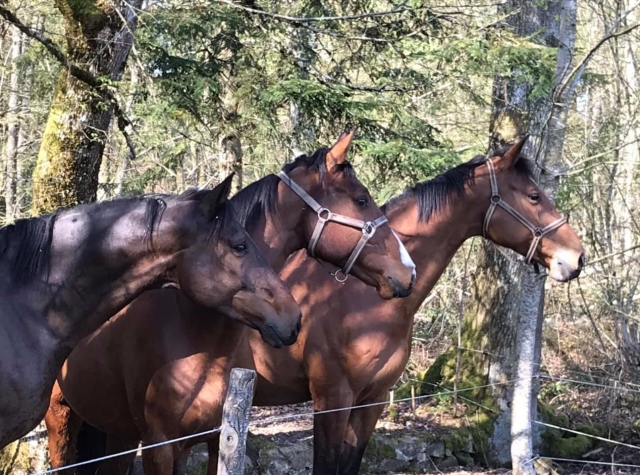  Comparle el amor por los caballos en Cublize