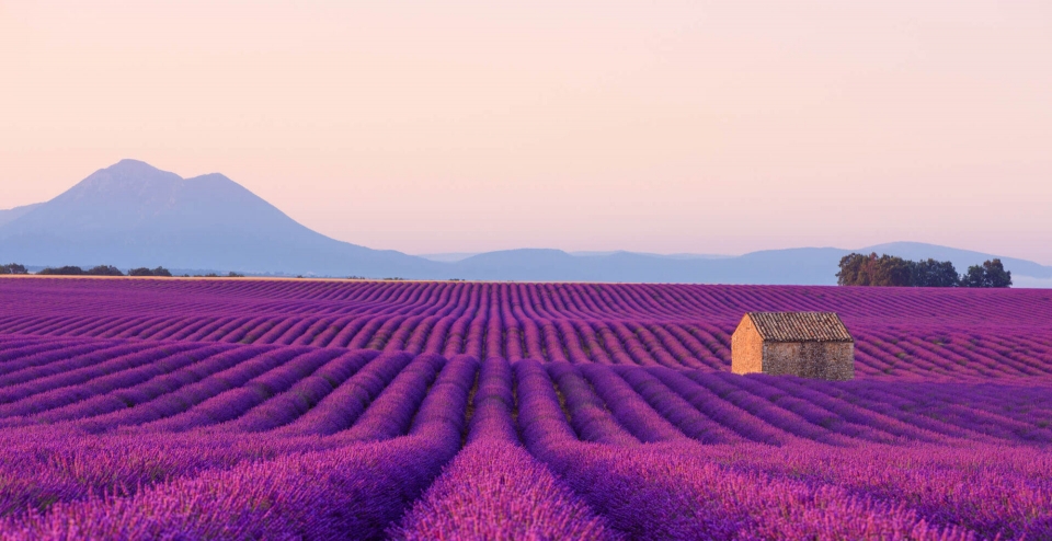 Torre guiada y ecológica en los campos de lavanda 