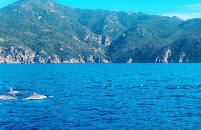  Con un poco de suerte, se encuentra con la fauna de la isla 