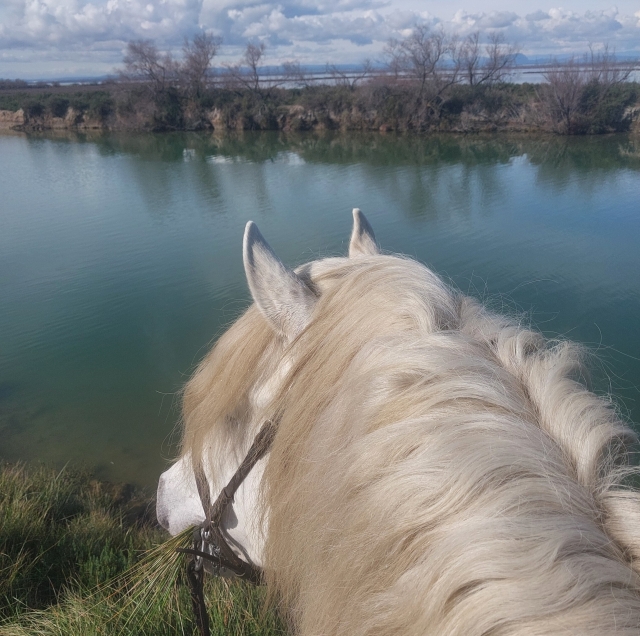 Subir a caballo privado en Camargue 