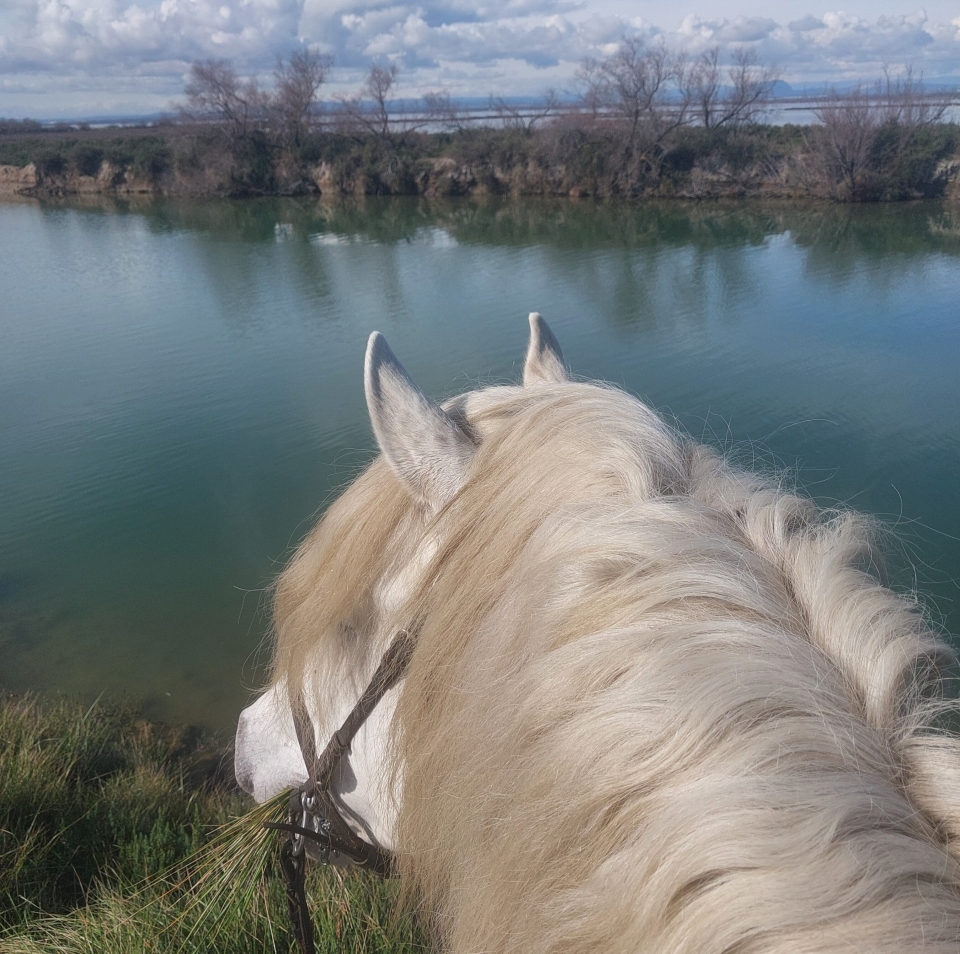 Subir a caballo privado en Camargue 