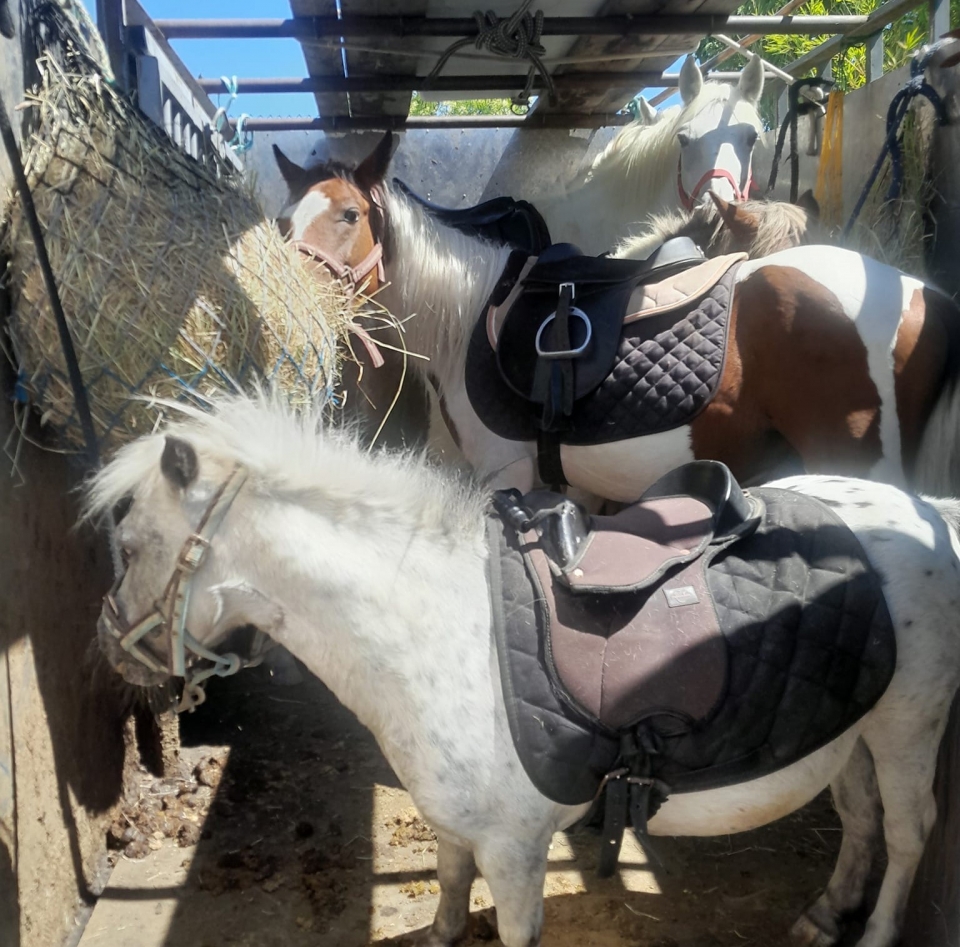  Los caballos ya están listos para salir 