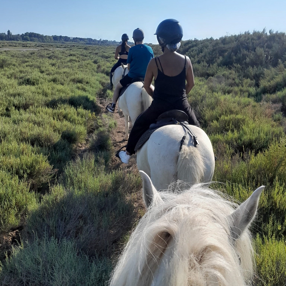  Reserve su paseo en Pine Forest 