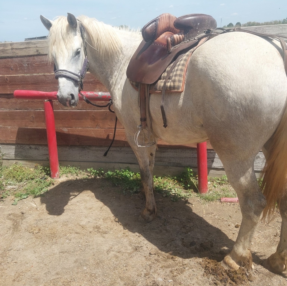 Su caballo durante la preparación antes de la salida 