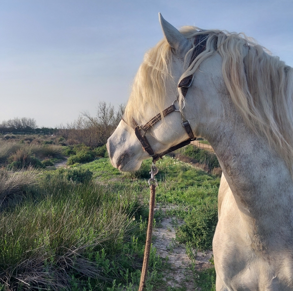 Ride Horse en Camargue -9999- Aproveche estas horas de luz para vivir un momento mágico Ride Horse en Camargue -9999- Aproveche estas horas de luz para vivir un momento mágico