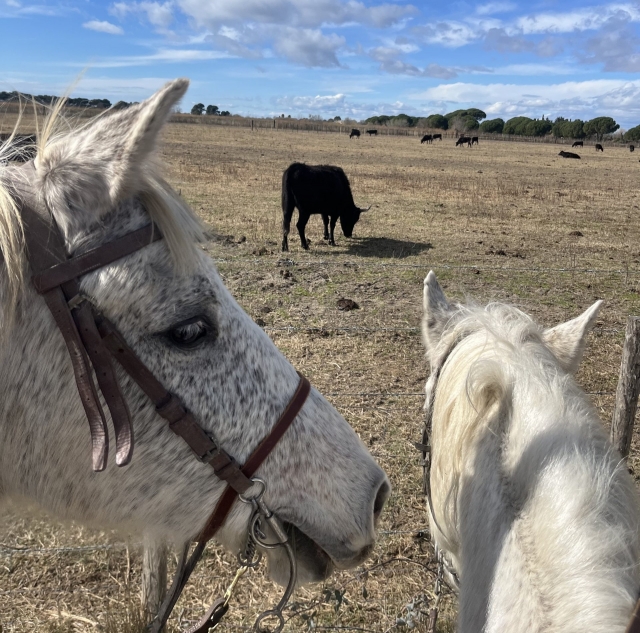  Es posible que veas toros 