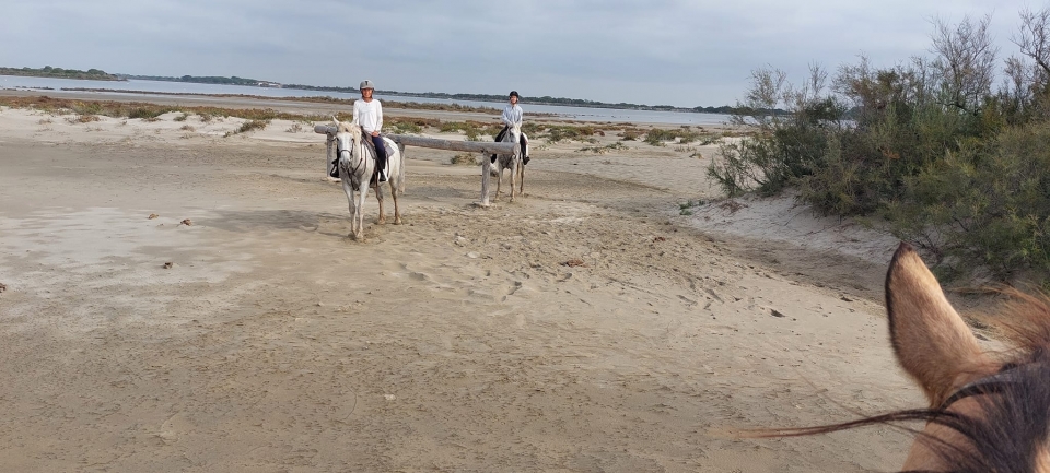 Pbaños a caballo en Saintes-Maries-de-la-Mer Pbaños a caballo en Saintes-Maries-de-la-Mer