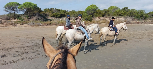  Reservación su paseo a caballo en la Camarga 