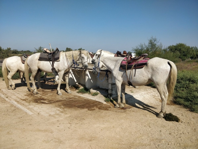  Los caballos listos para el paseo 