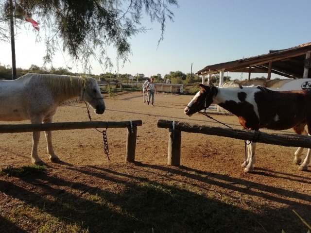 Caballos listos para dar un paseo 