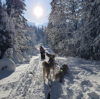 Iniciación al mushing en el Macizo del Roc d’Enfer - 1h30