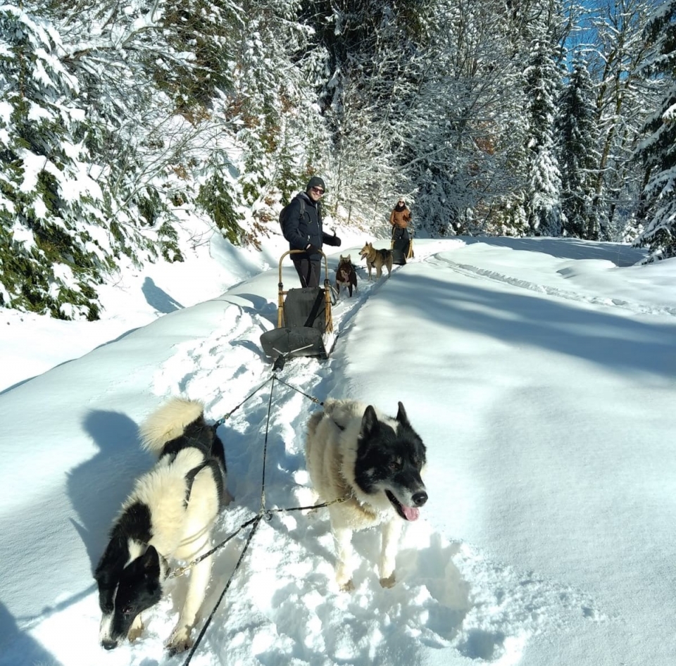Reservación su iniciación a la conducción de mushing en los Alpes Reservación su iniciación a la conducción de mushing en los Alpes