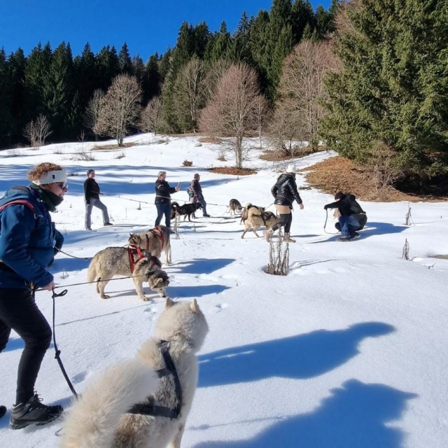 Reservación su cani-hike en Alta Saboya Reservación su cani-hike en Alta Saboya