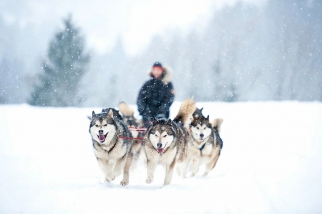  Un bautismo de mushing en la nieve de Saint-Gervais-les-Bains 