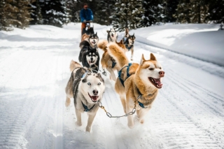 Mushing premium - Plateau de la Croix - Adulto - 1h30