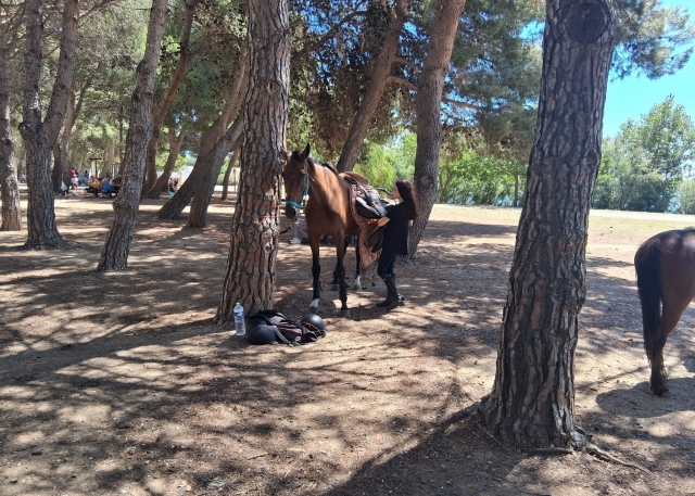  Descanso a la sombra de los árboles 