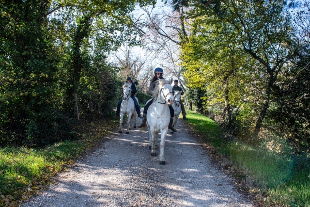  Venga a Arles a dar un paseo a caballo
