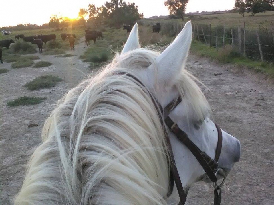  Se le asignará un caballo especialmente 