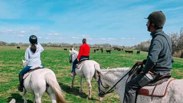  Pbaños a caballo en la Camarga