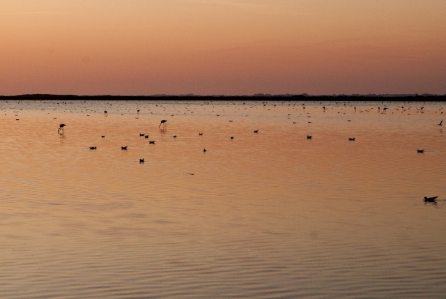 El estanque de Vaccarès 