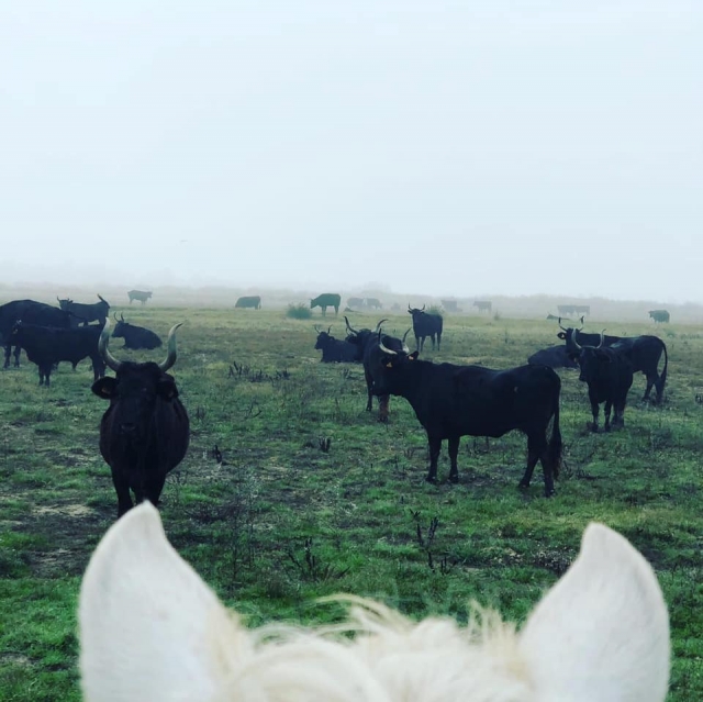  Conozca la fauna local 