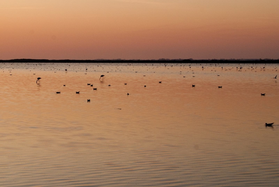 El estanque de Vaccarès 