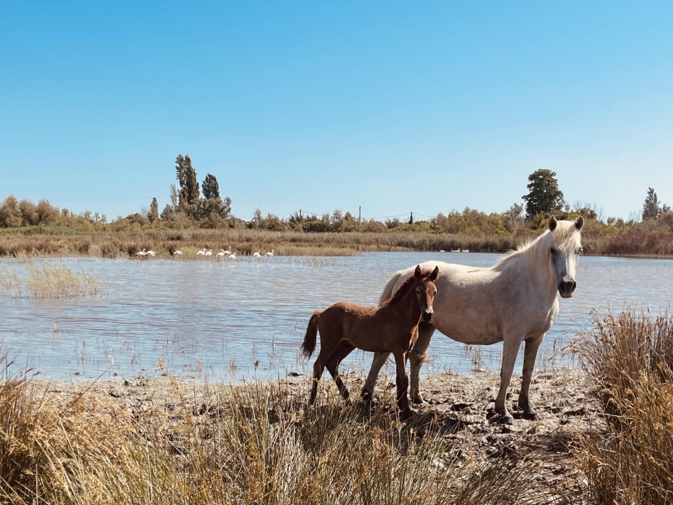  Naturaleza y pbaños a caballo en Arles 