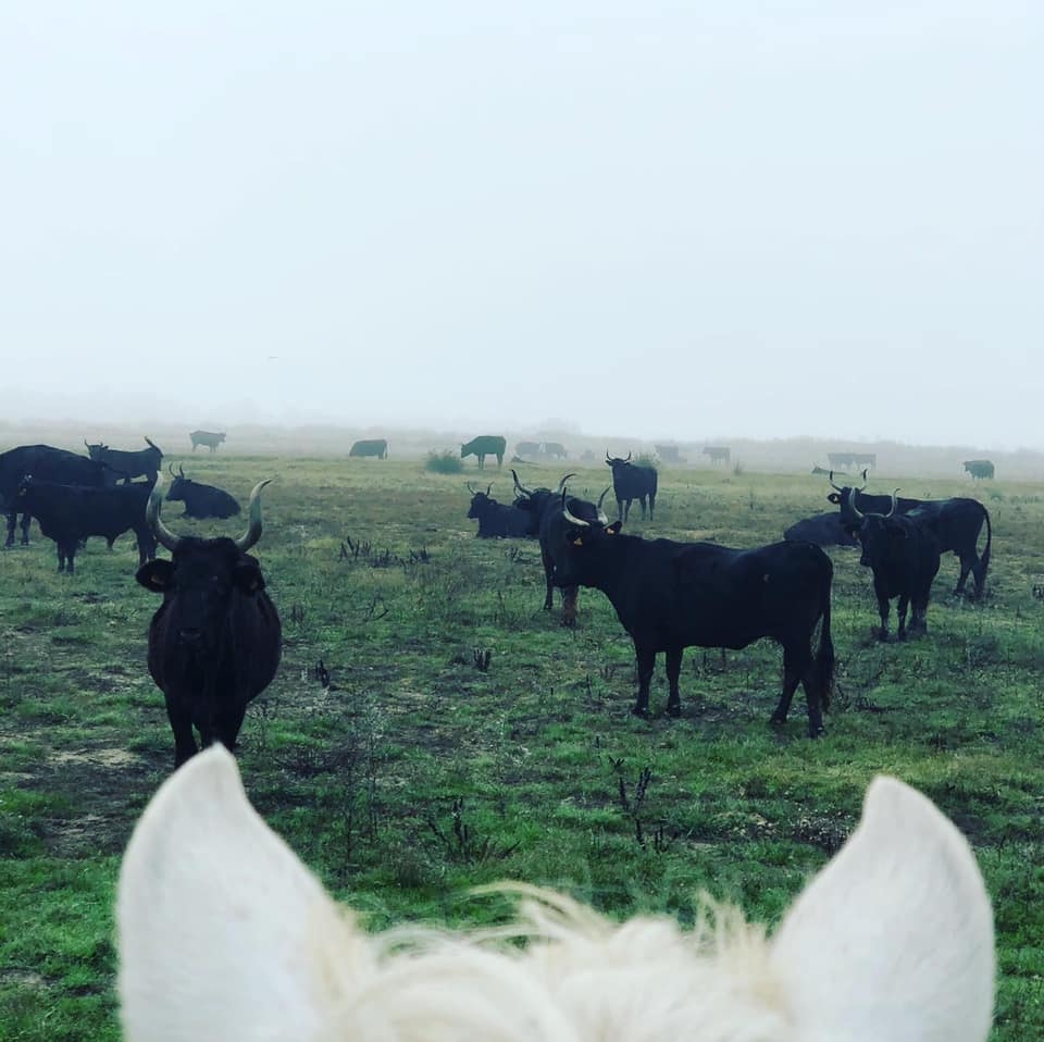  Conozca la fauna local 