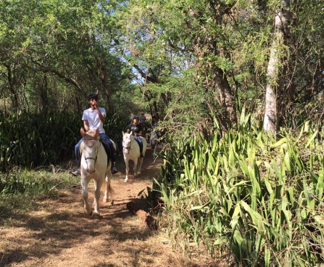  La vegetación tropical de la Isla de la Reunión 