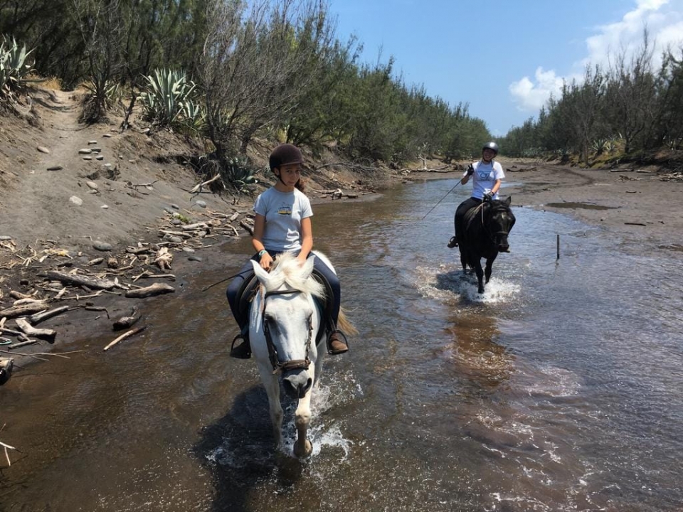  Los caballos son aptos para todos 