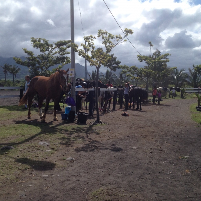  Caballos listos para un paseo a caballo 